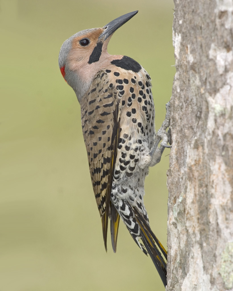 Northern Flicker