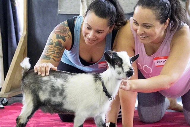 Goat-Yoga_8794.jpeg