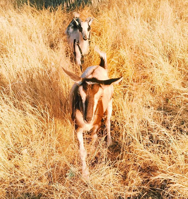 Goat to your #happyplace with the Hello Critter Crew and @kristenkorotinternatonal! Come hike and meditate in nature this Thursday in Old Agoura! 
Link in bio