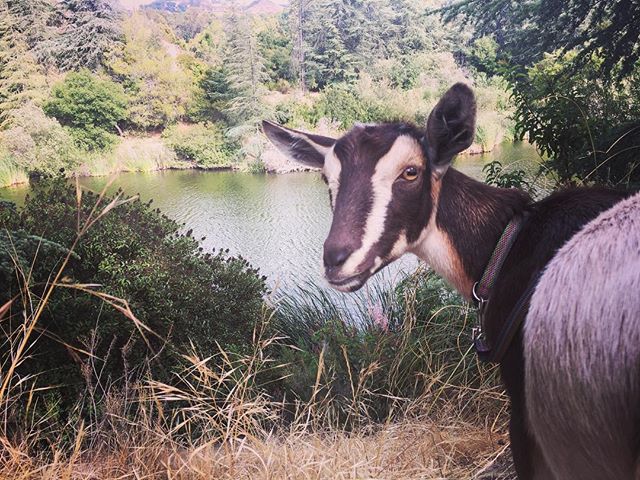 Wow! This place is for real and we're planning a nature walk here (it's in LA!) with the Hello Critter goats. Who wants to join us? #locationscouting