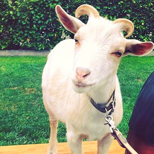 *GOAT SPOTLIGHT*
Floyd:
Favorite things include: meditating and connecting with others 🙏❤️🐐😌
To see Floyd when he was just a kid #swipeleft #tbt