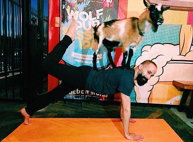 Look at these GOATEES!
Another great #goatyoga pose, the one-legged plank! @lowendgeorge has goat some  muscles! 💪🐐
Show off your goat yoga pose @ Golden Road this Wednesday, 9/12 at 5pm and 7pm!