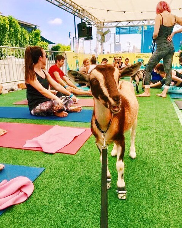 Burlap was baaah-lown away by our yogis last weekend at Made in LA! 
Tickets still available for our 5 &amp; 7pm classes Wednesday 9/12 at Golden Road 🐐🙏🍻