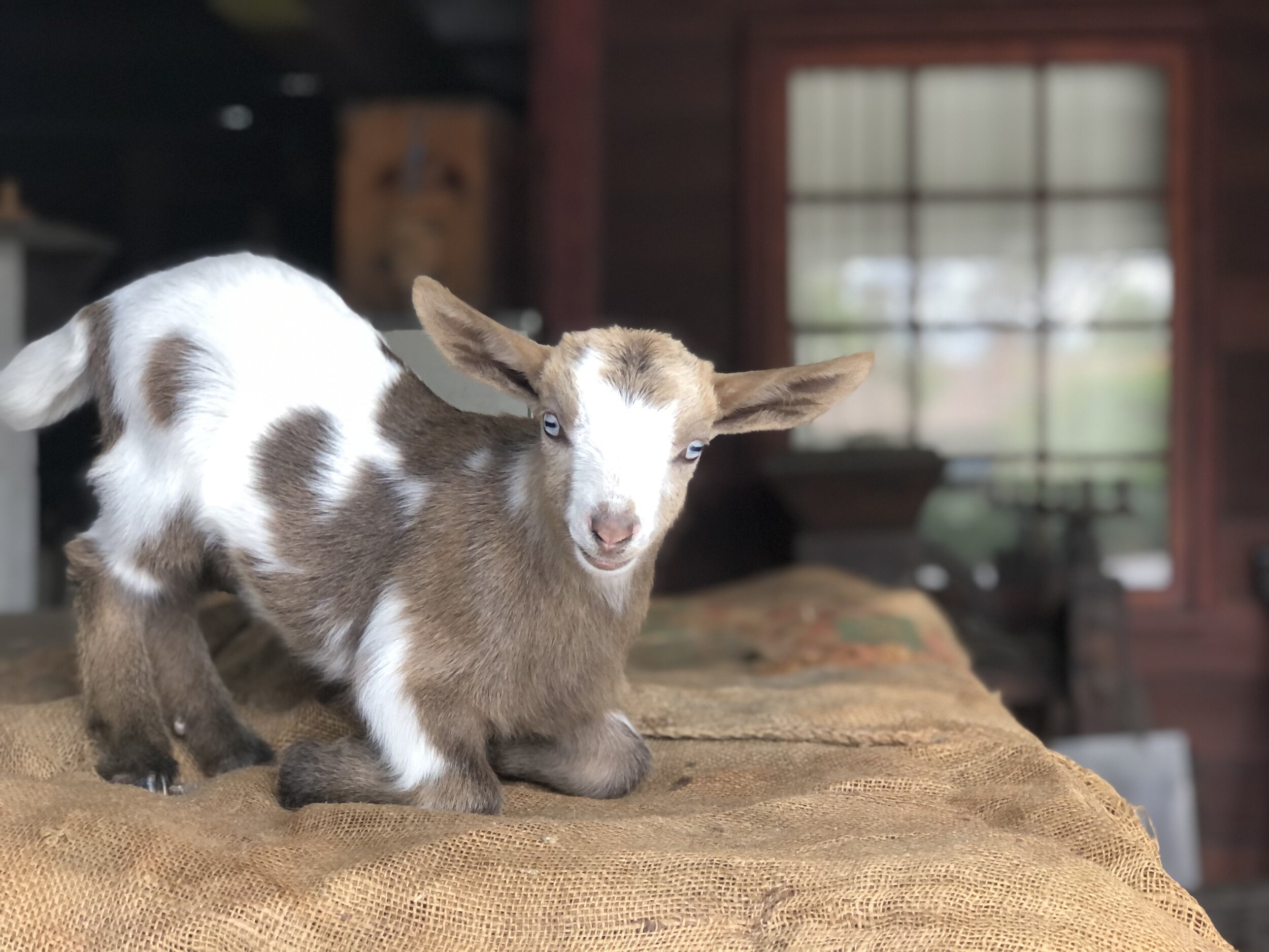 Meet Our Goats — Hello Critter