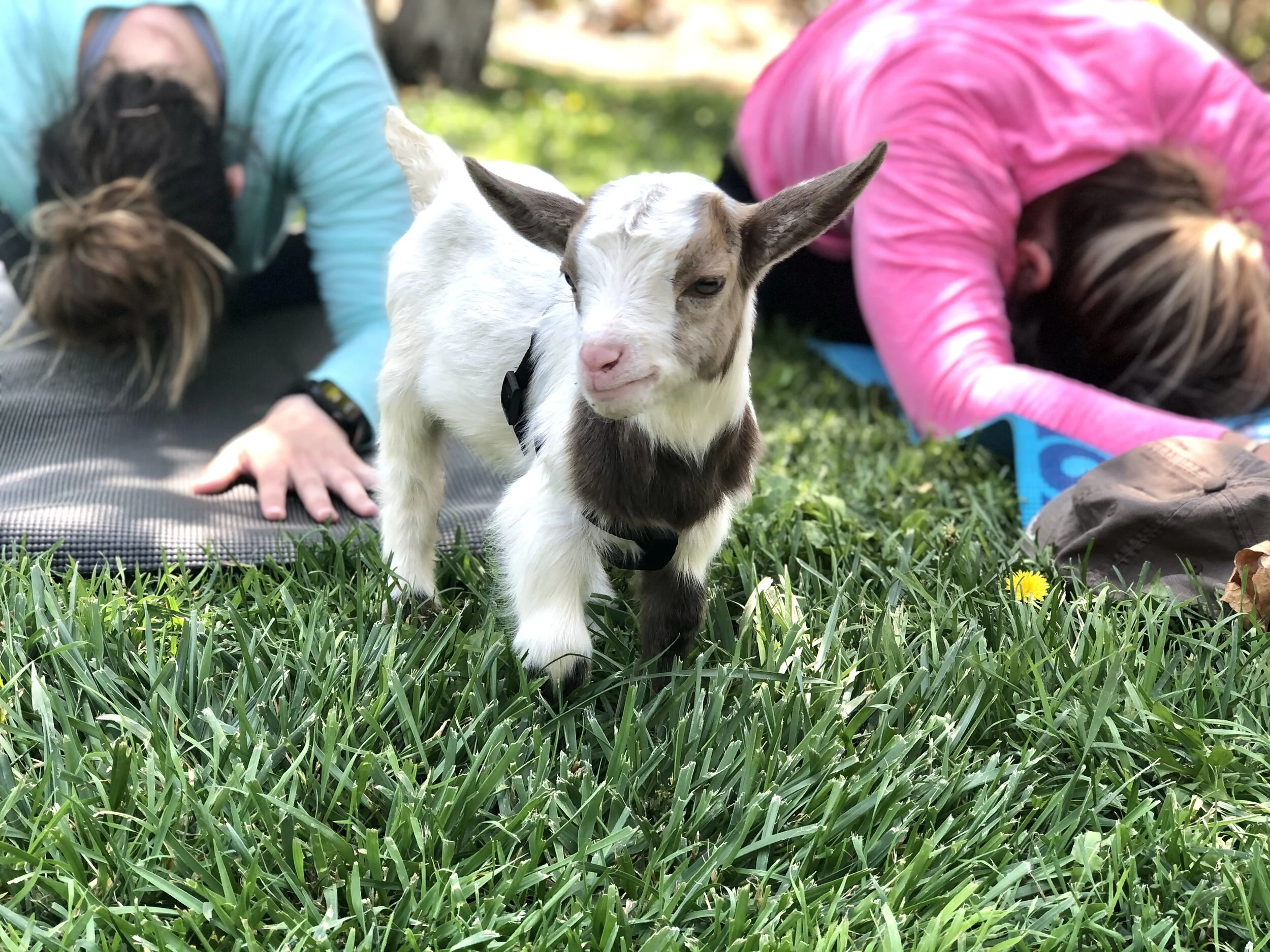 PeeWee childs pose.jpeg