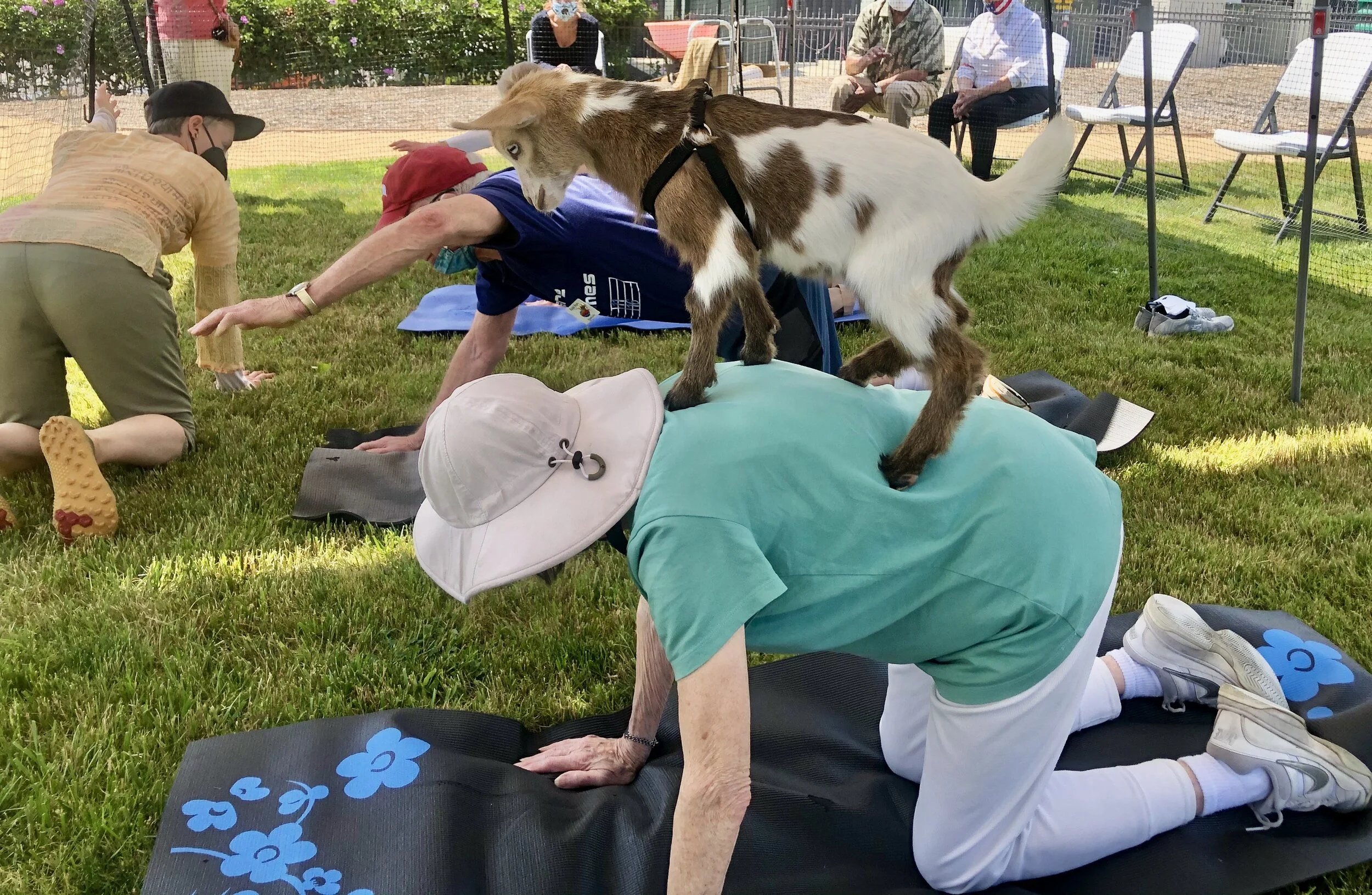 Goat Yoga @ Monte Cedro Luxury Senior Living