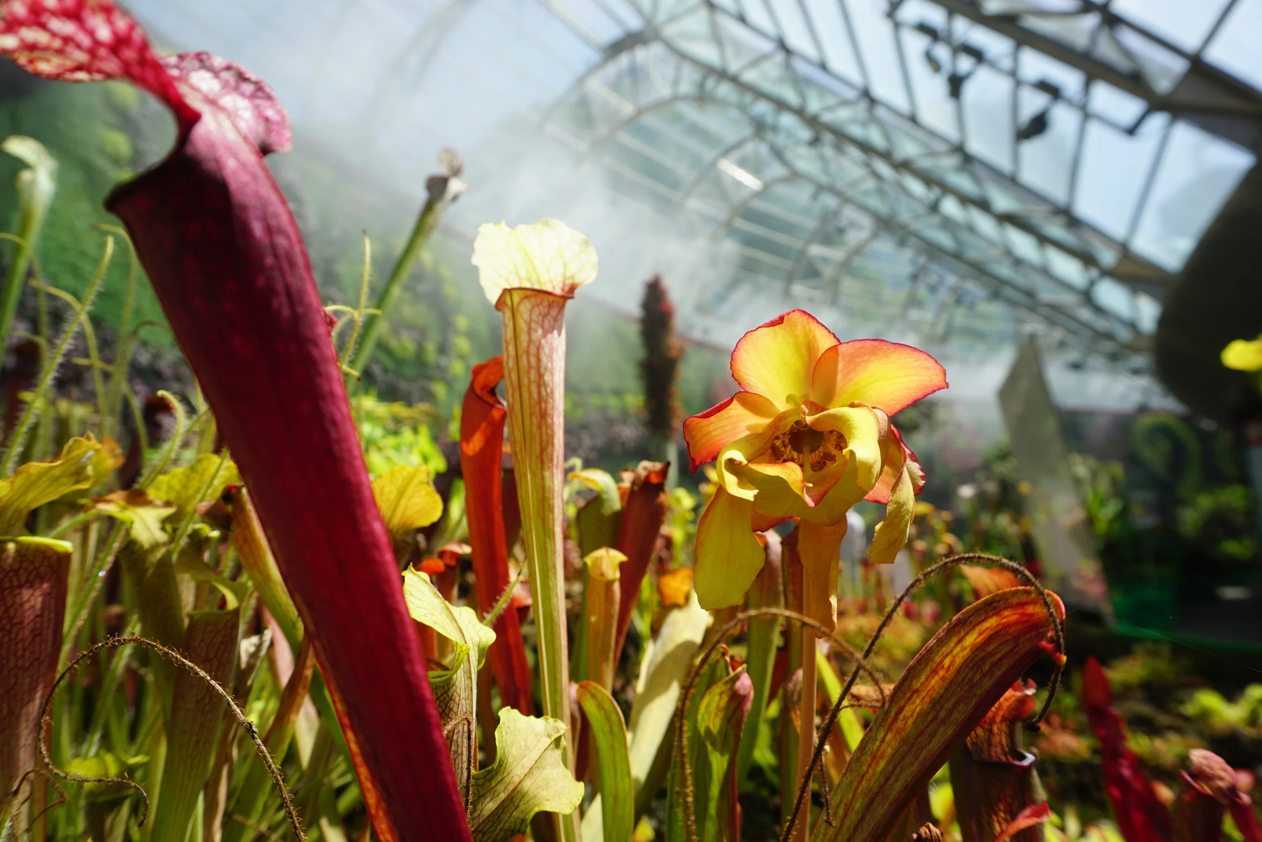 Royal Botanic Gardens, Sydney