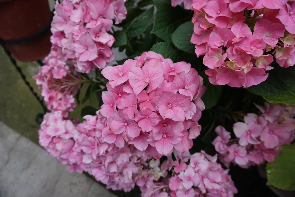 DSC06662.JPG