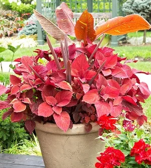 Red Flower.jpg