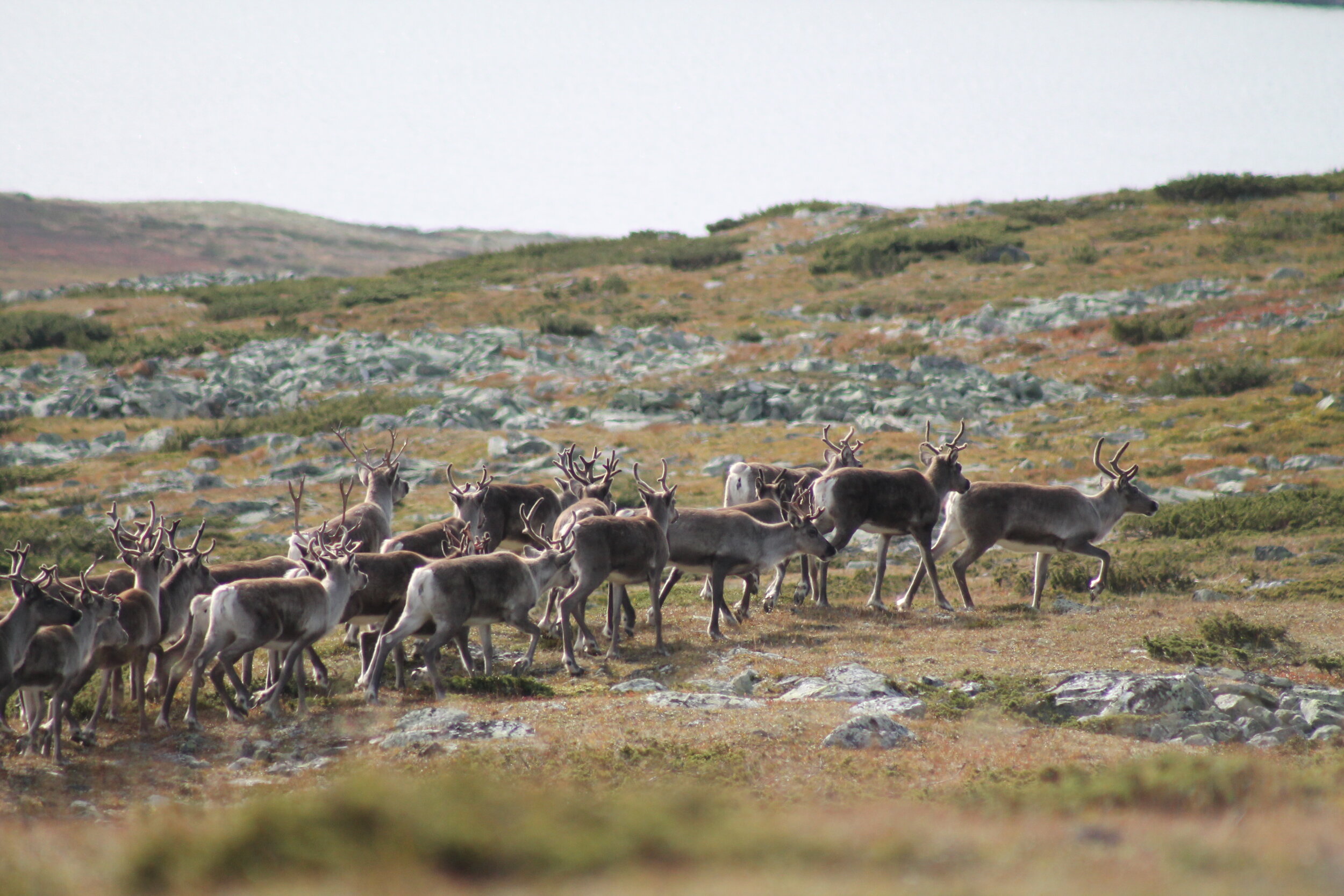 Silhuett Rondane -Hvordan bevare villreinen