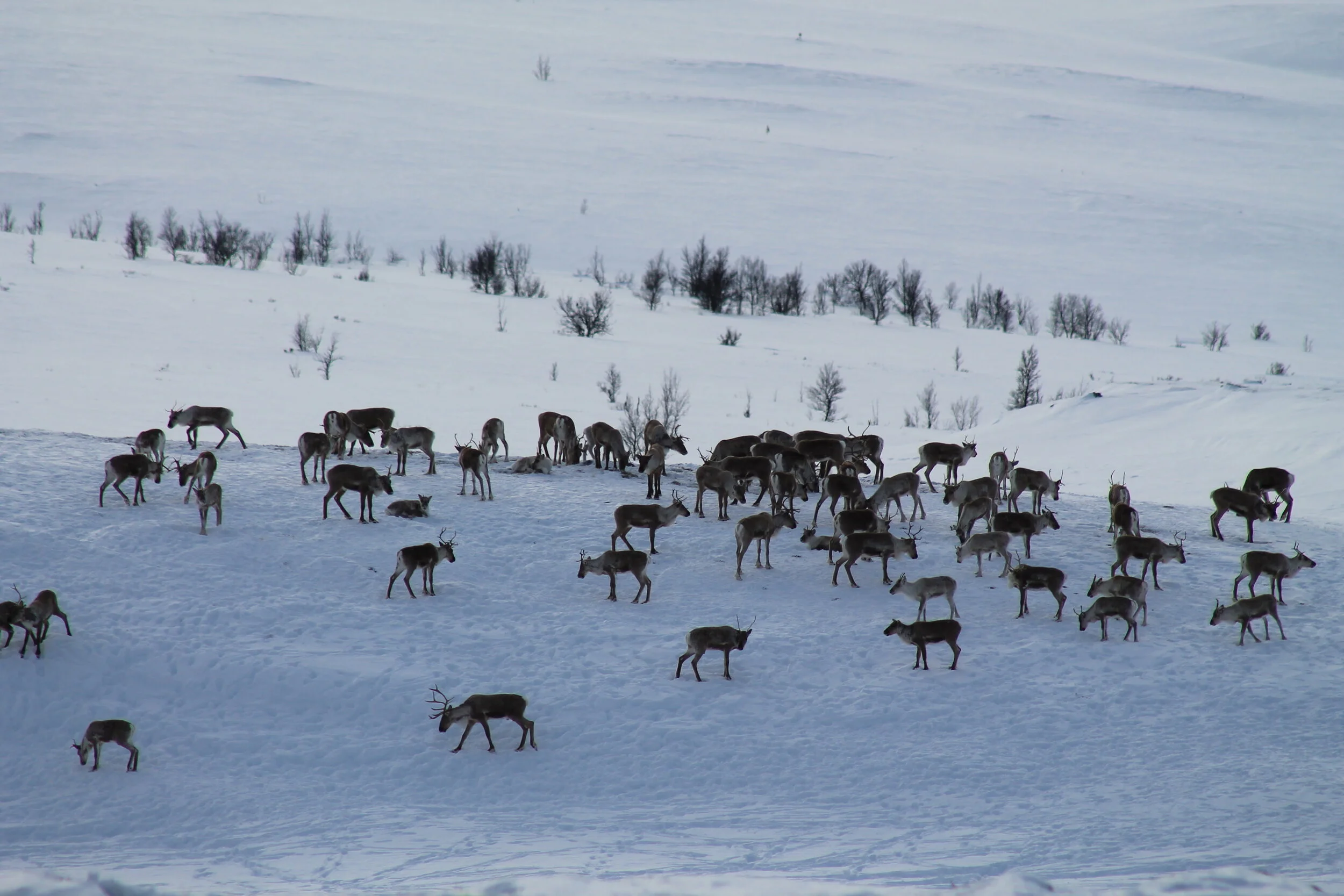 Staten kjøper "Veibua" ved Muen for å ta vare på villrein
