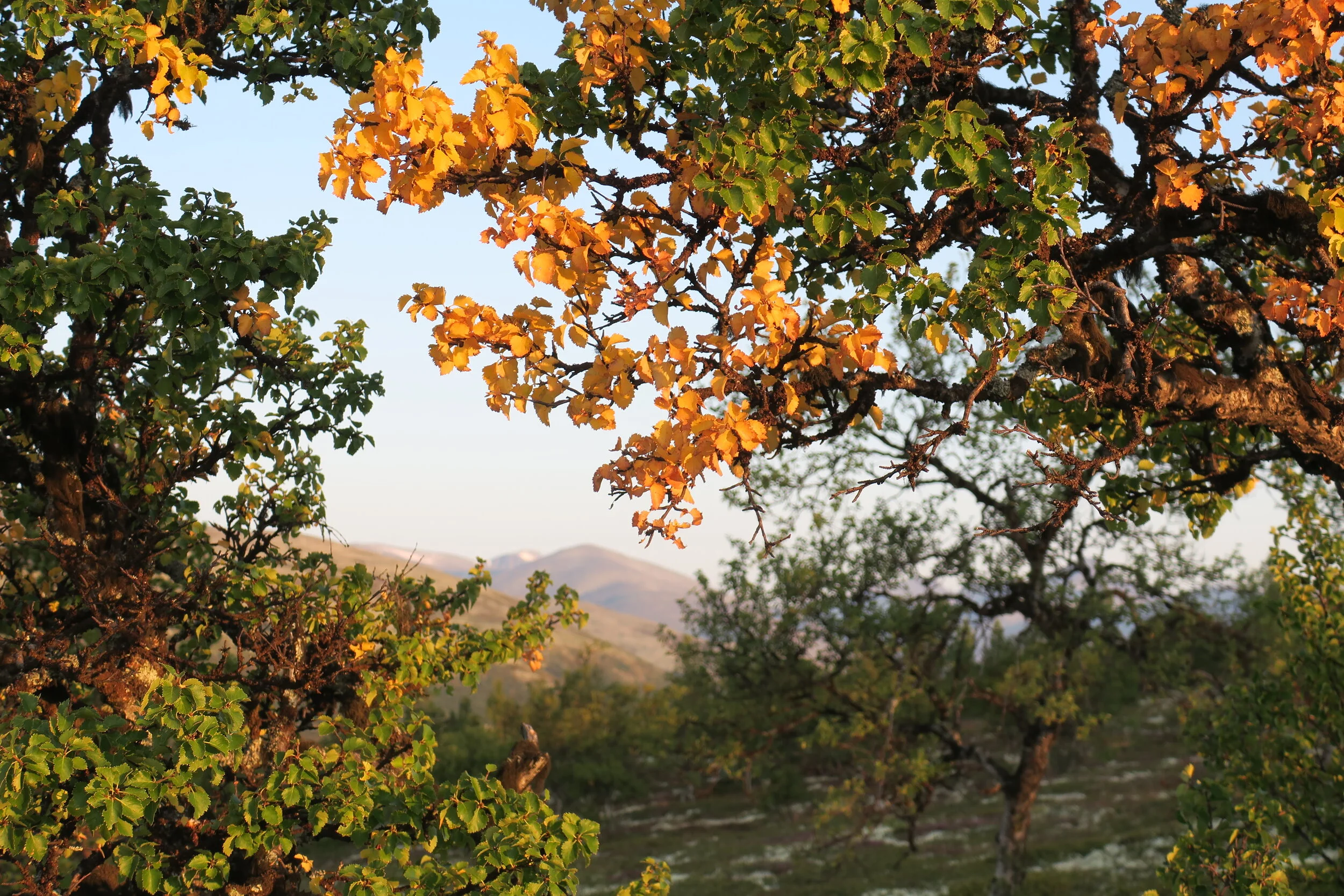 Jaktsøknader våren 2022