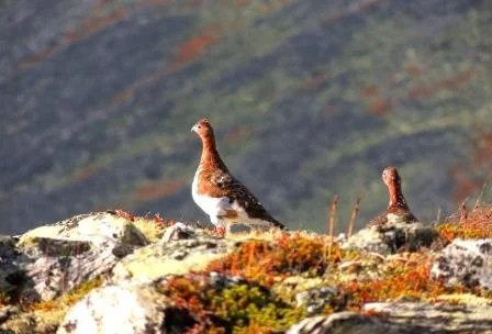 Søknad om småviltkort til turistbedrifter 2025