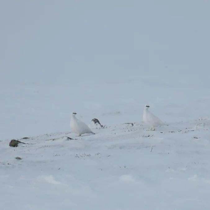 Sn&oslash; og kvitt i fjellet.  Noen er forbredt, mens for andre kom vinteren br&aring;tt p&aring;..