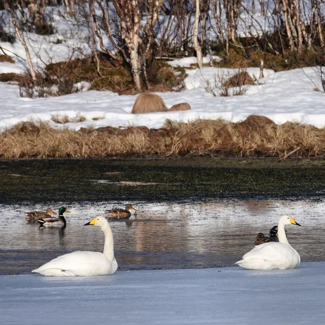 Det lir mot v&aring;r, for hver dag som g&aring;r dukker nye v&aring;rtegn opp.☺️ G&aring;seplogene kakkler p&aring; himmelen, det klukker i v&aring;rvann langs veien og en orrfugl spiller utenfor teltet tidlig om morgenen.. V&aring;ren er ei lys og 