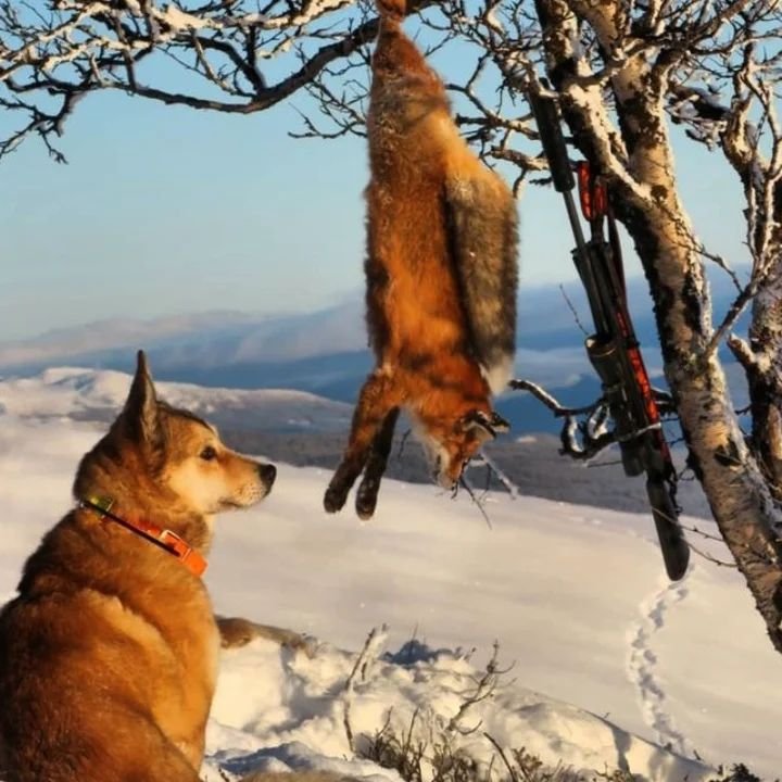 Husk at du m&aring; vise/f&aring; registrert vinterens fangst av sm&aring;rovvilt for utbetaling av fangsttilskudd.😊 Avtal tidspunkt for kontroll/innlevering!