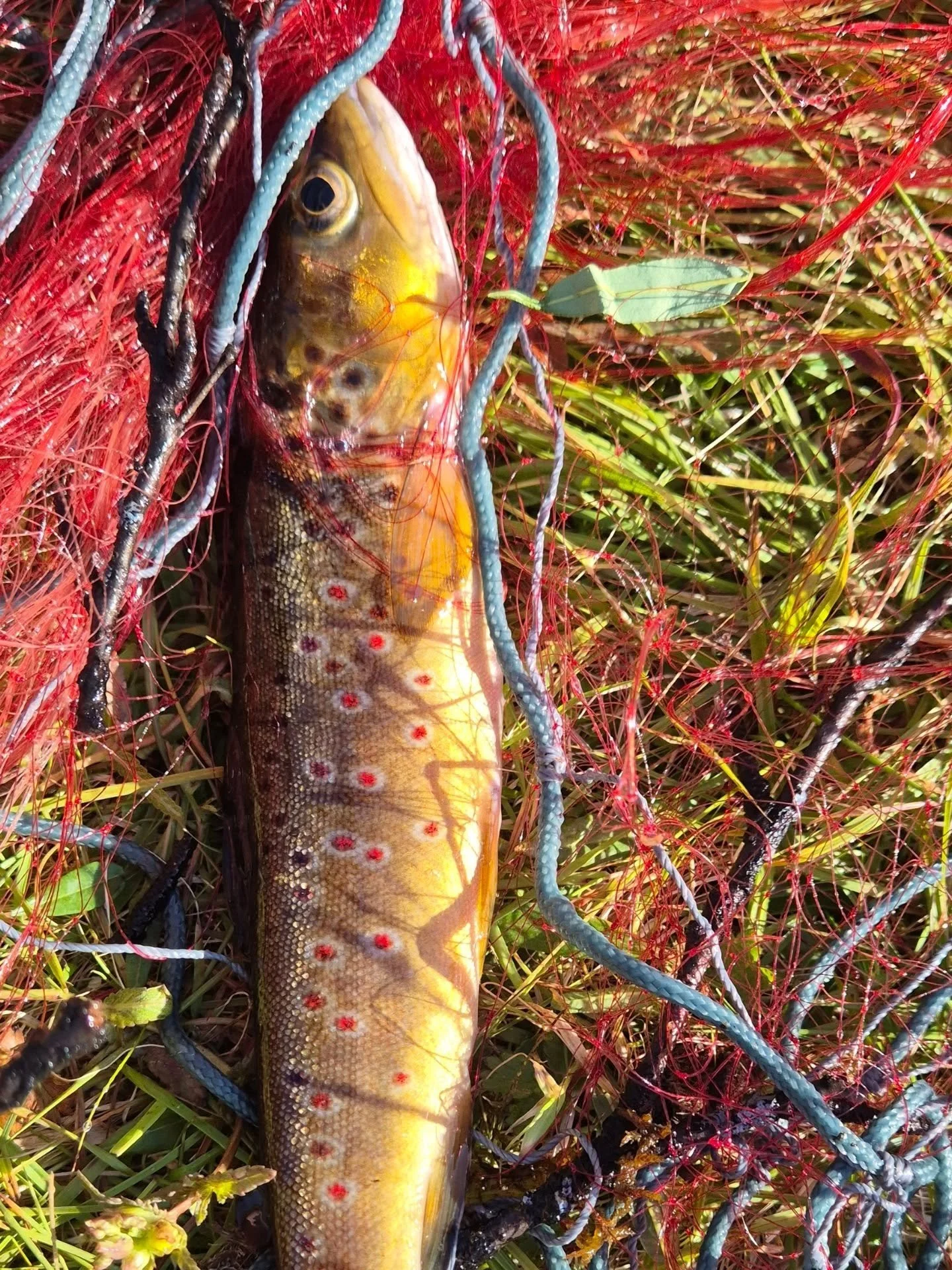 Forrige uke gjennomf&oslash;rte vi pr&oslash;vefiske p&aring; Laugartj&oslash;nn i Voldalen, p&aring; oppdrag for Atna fiskeforening. Fangsten tilsier at her kan det fiskes mer! Laugartj&oslash;nn er som navnet tilsier ogs&aring; ei fin tj&oslash;nn 