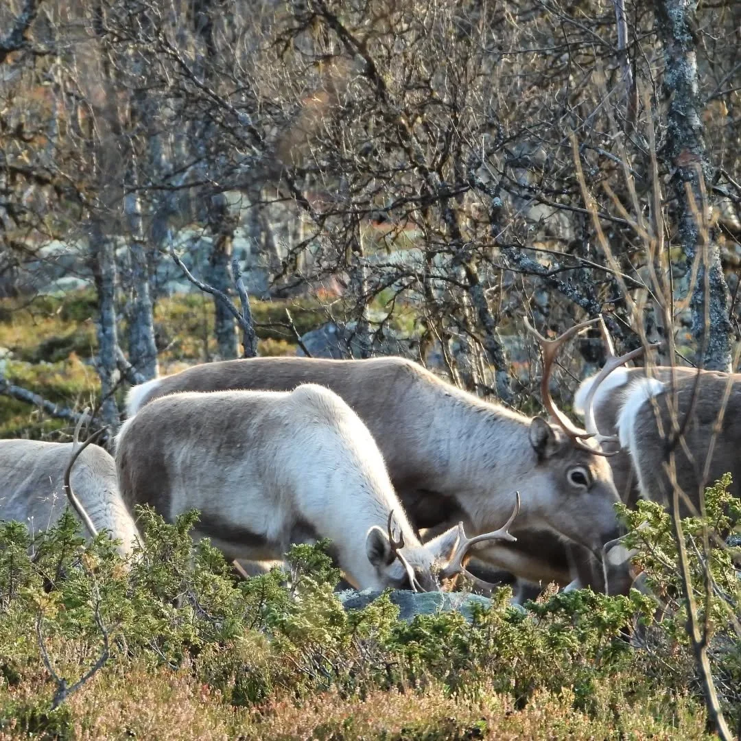 Tirsdag 19.august er det mulig for innenbygdsjegere &aring; komme innom kontoret for henting av jaktkort. Kontoret er &aring;pent fram til til kl 17.00
