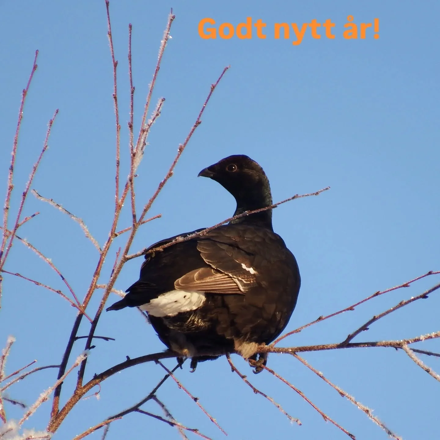 Velkommen til et nytt &aring;r🤩
Gnistrende flott og kaldt!