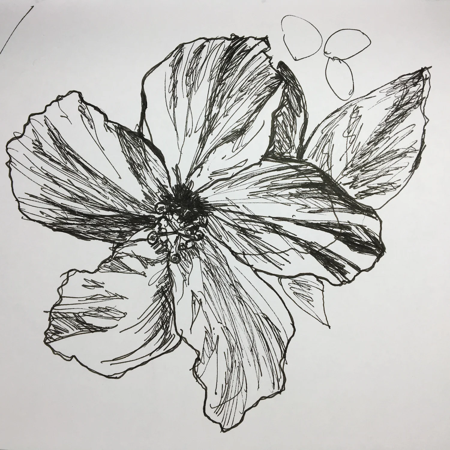 Flower drawing.JPG
