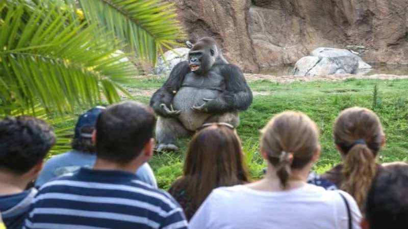 gorrila story telling.jpg