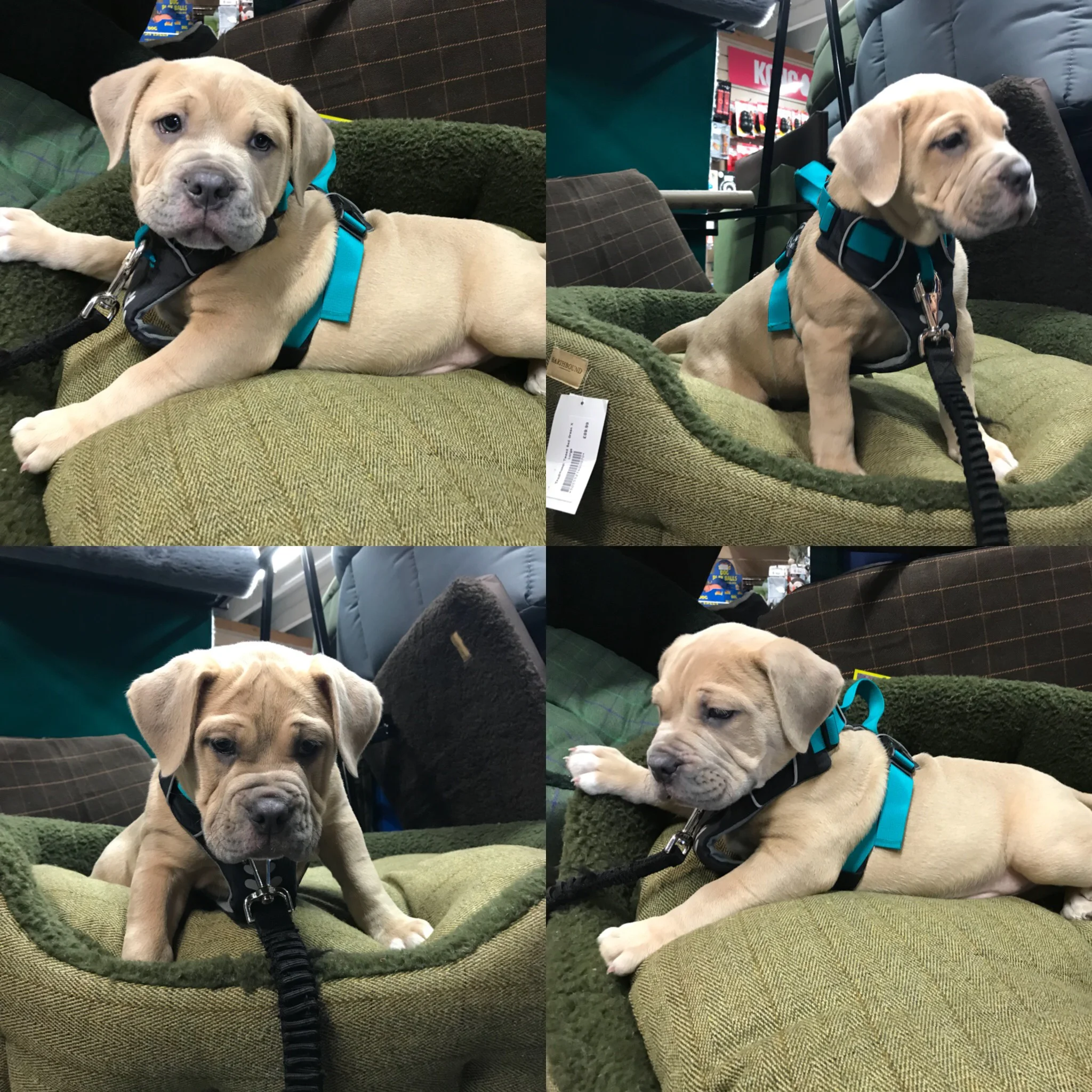 Safety whilst driving with your pet