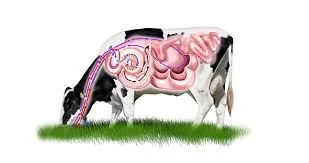 cow stomach.jpeg