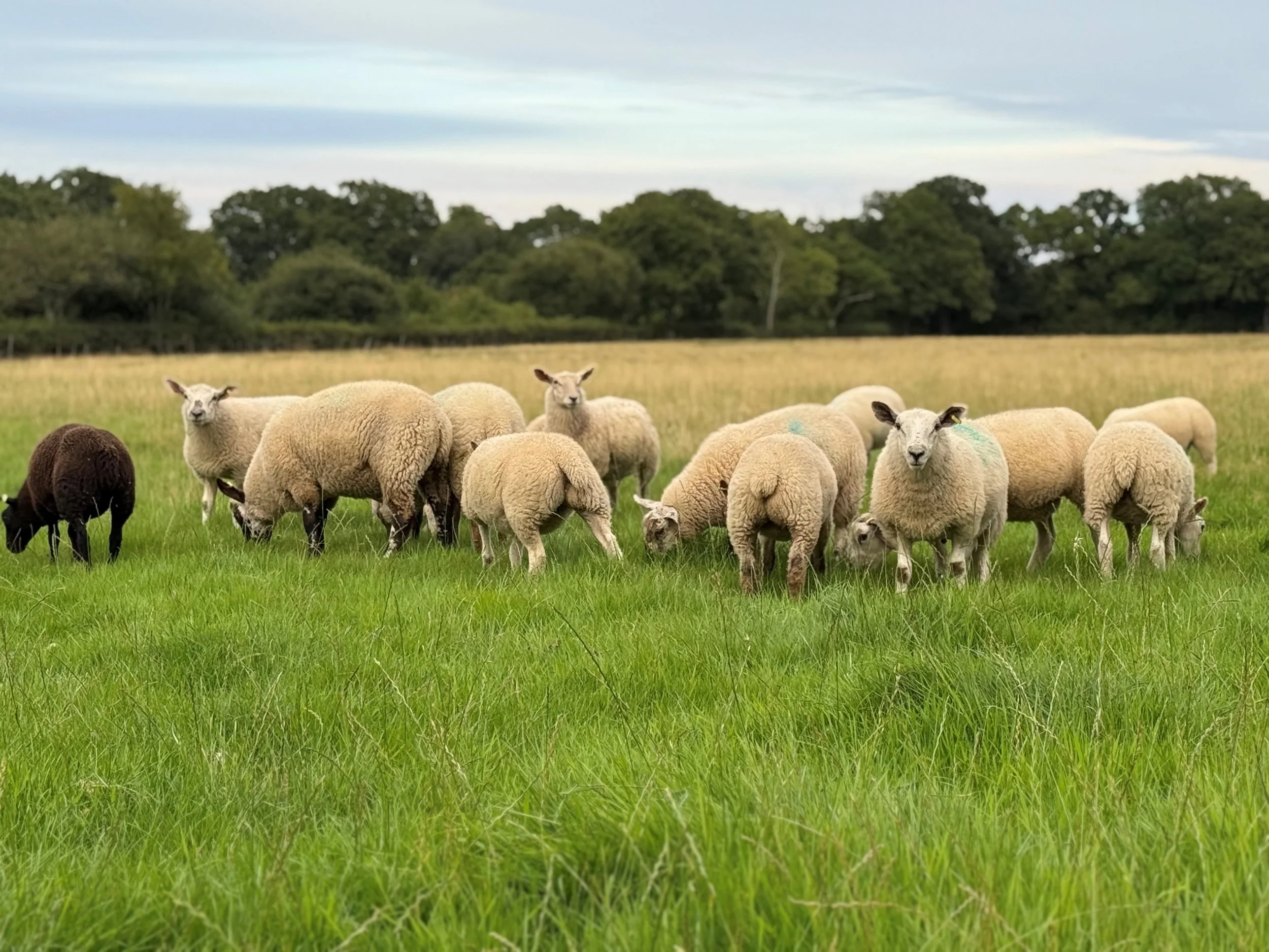 Lambs.jpg