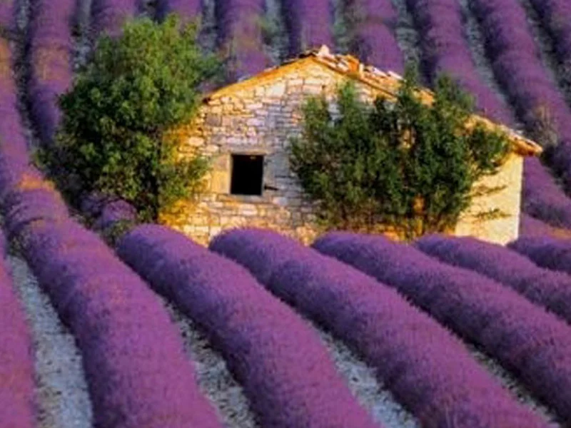 Lavender fields in Southern France