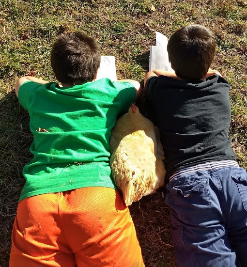 Animal friends often join us as we learn...a chicken nestles in for a good story during reading time