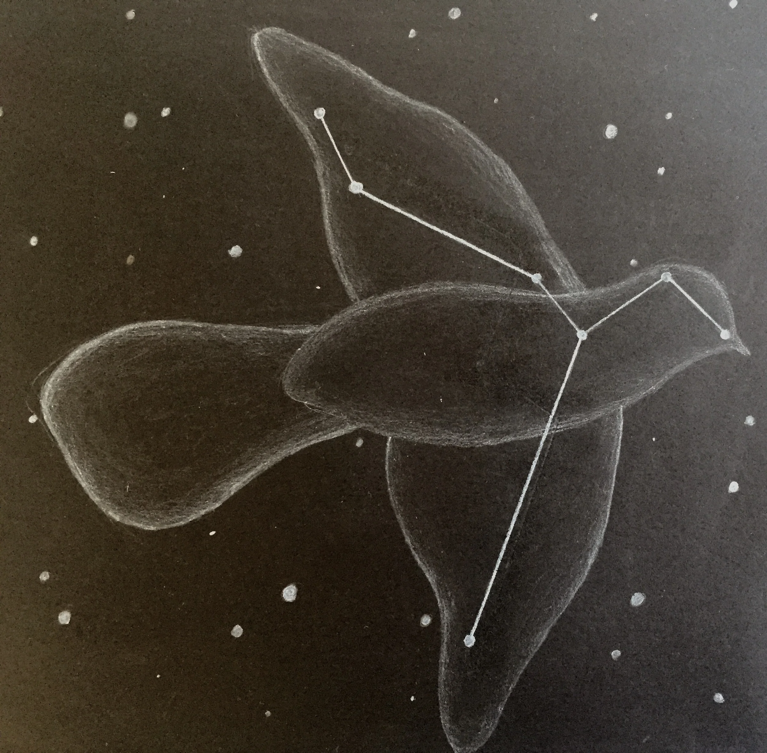 A beautiful illustration of the constellation Columba, from a 6th grade Astronomy block