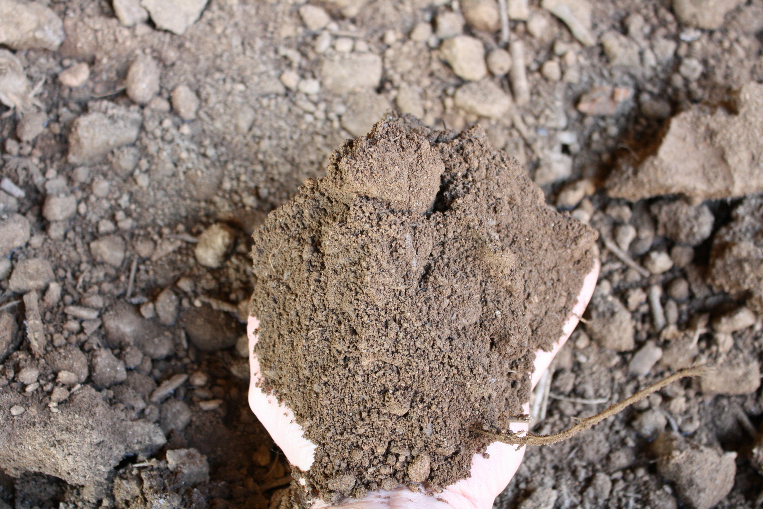 Regular Topsoil w hand.JPG