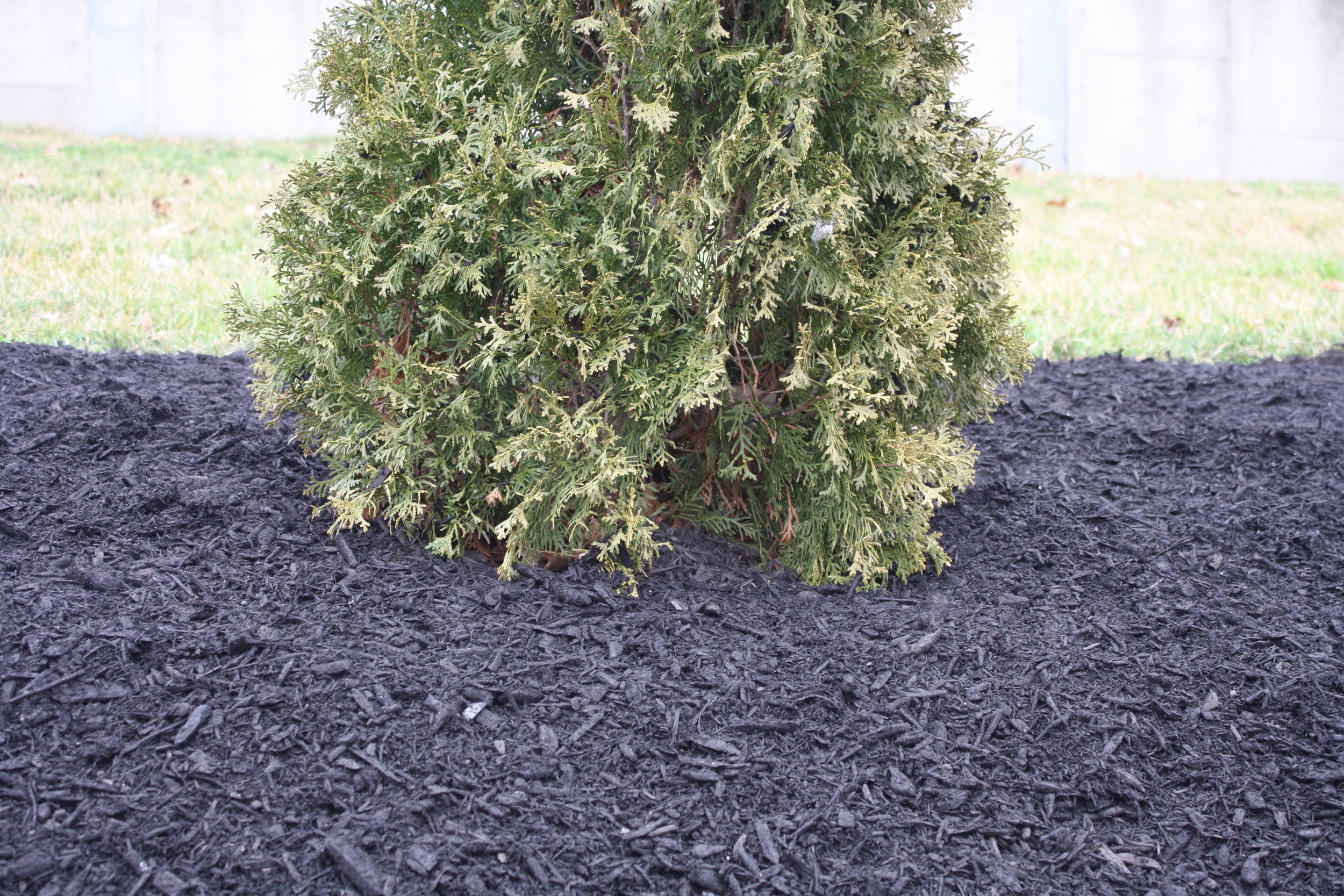 The black mulch dye from @petramax is amazing! I highly recommend it t