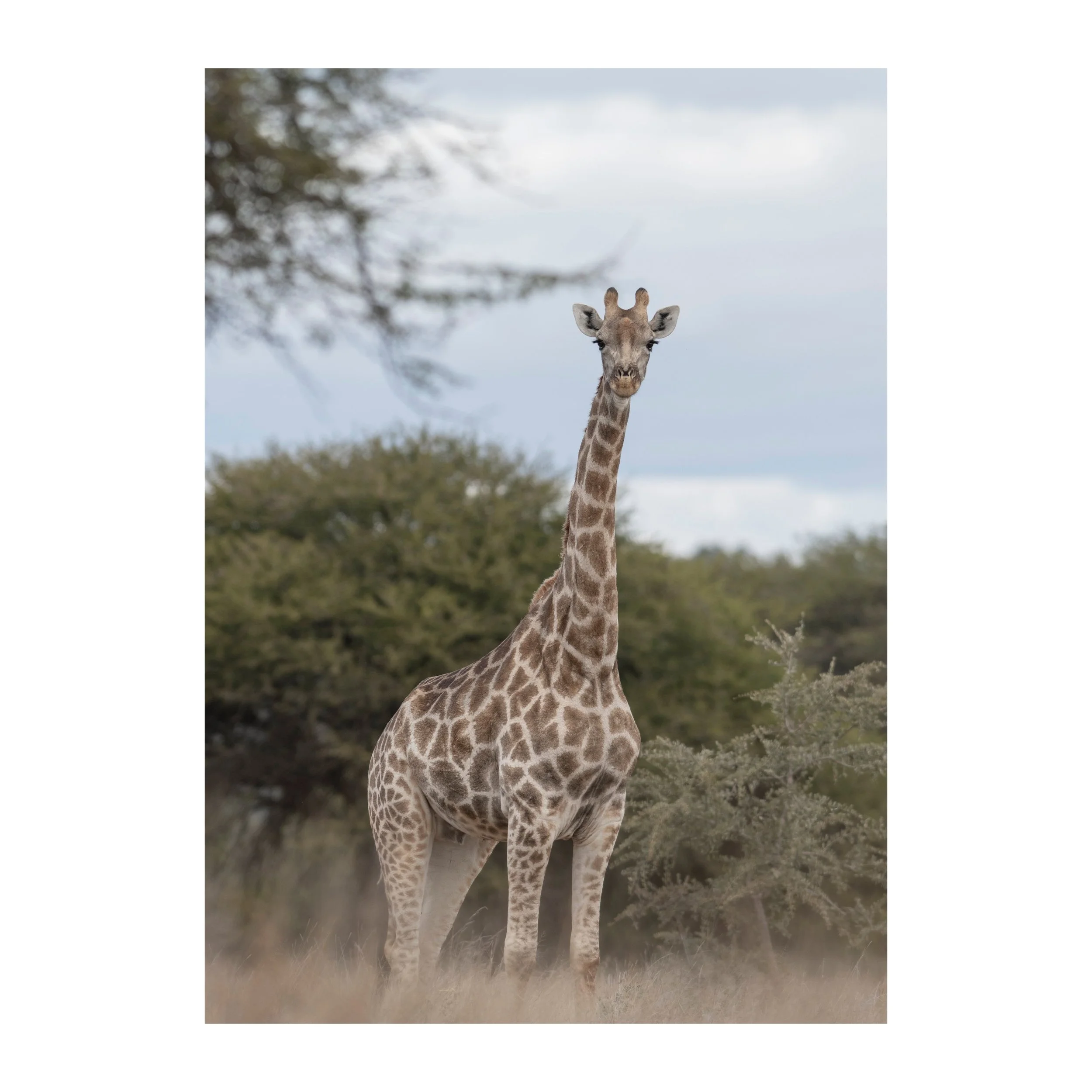 Prints-From-SA2022 boardered Update.jpg