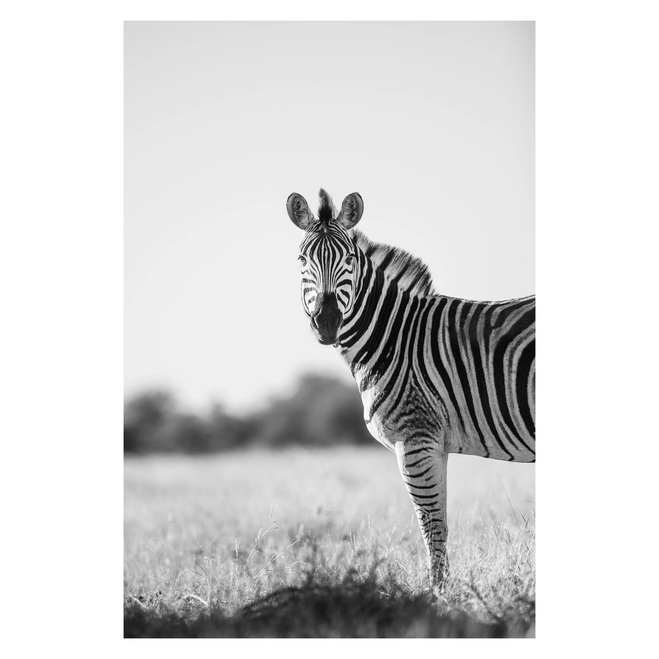 Prints-From-SA2022 Not Boarder_.jpg