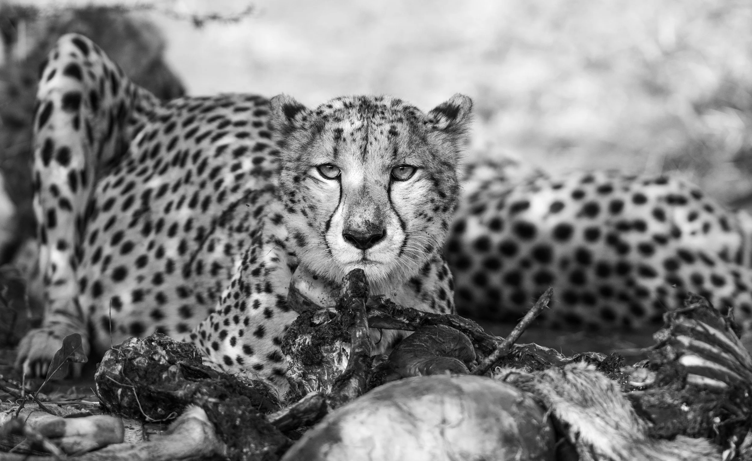 3st batch  (24 of 24).JPG