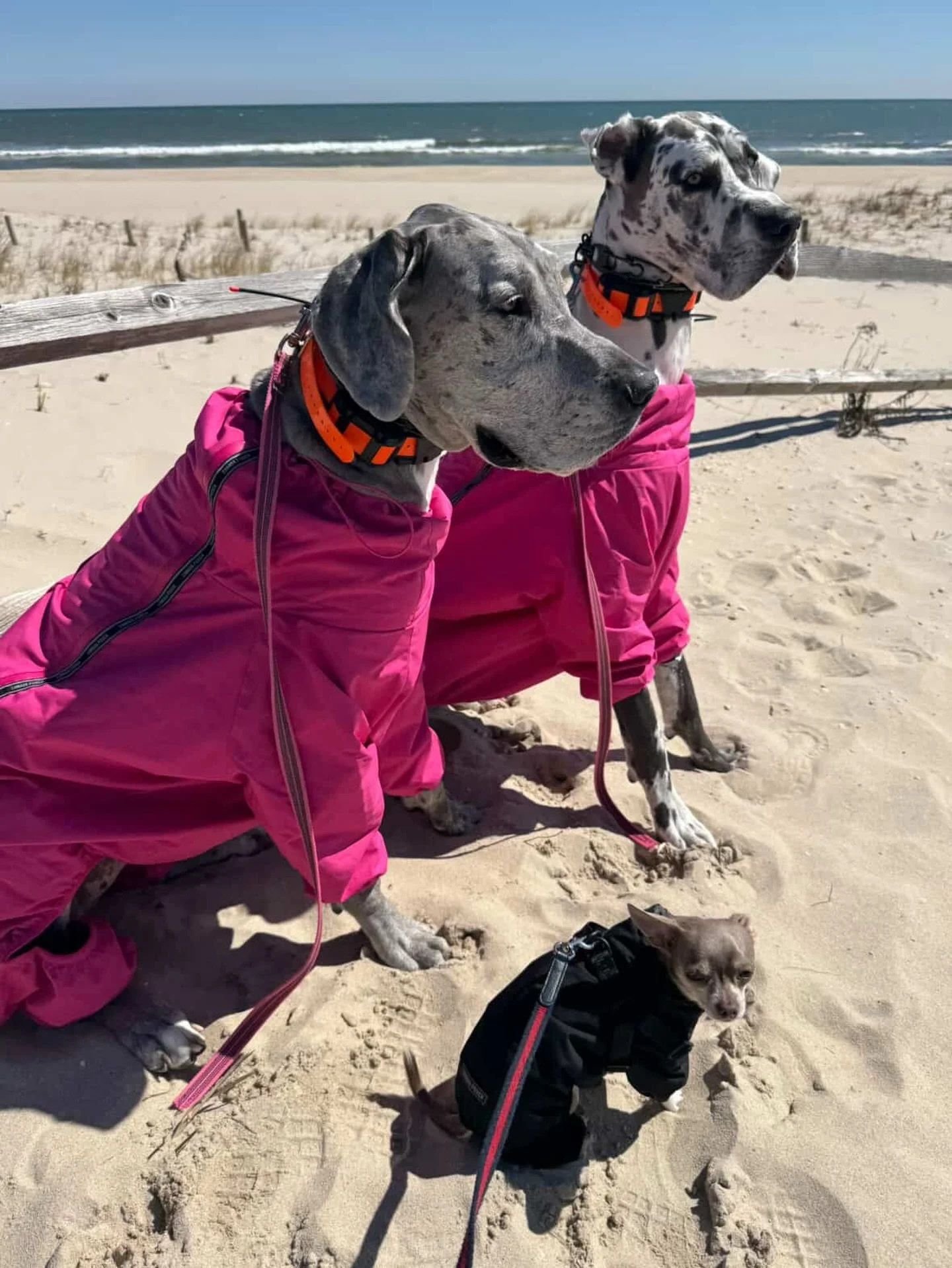 There&rsquo;s still time to enjoy the beach with your furry friends!&nbsp;

Through May 14th, dogs are permitted on the beach (as long as you clean up after them)!&nbsp;🐾

There&rsquo;s also a small dog beach located on the bay at Taylor Ave.&nbsp;
