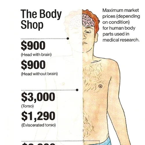 Market Prices for Body Parts - Radar Magazine