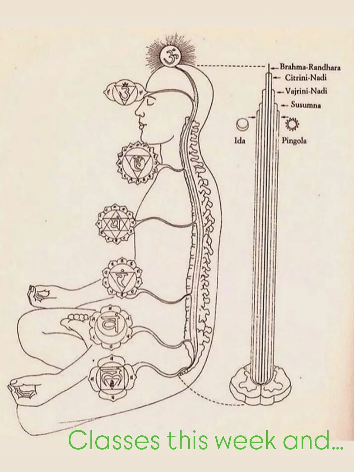 C L A S S E S +  W O R K S H O P S
 = = = = = = = = = = = = = = = = = =
&zwnj;
TUESDAY ✌🏼
- 2pm Backbending 75
  @spiritlab_yoga 39th St
&zwnj;
WEDNESDAY 🐪
- 10am Classic 26+2 Hot 90
- 12pm Shapeshifting 90
  @yogatribebrooklyn
&zwnj;
THURSDAY ⚒️
-