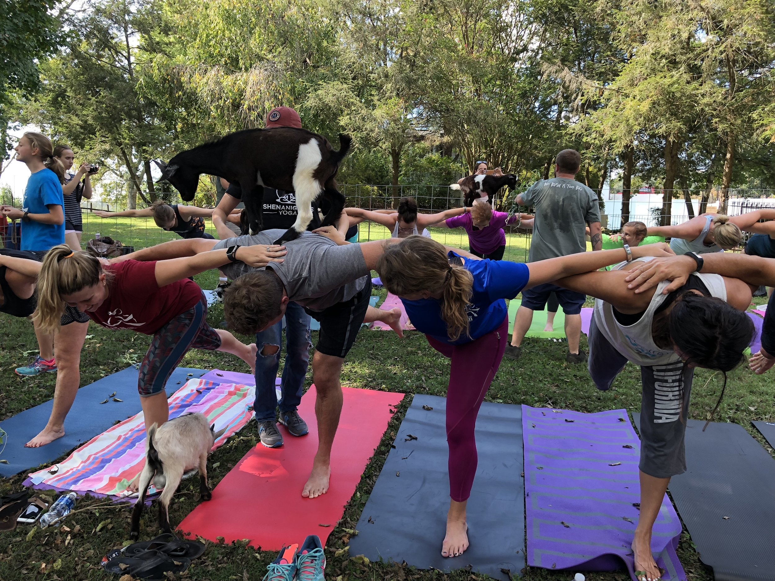 Yoga with Goats