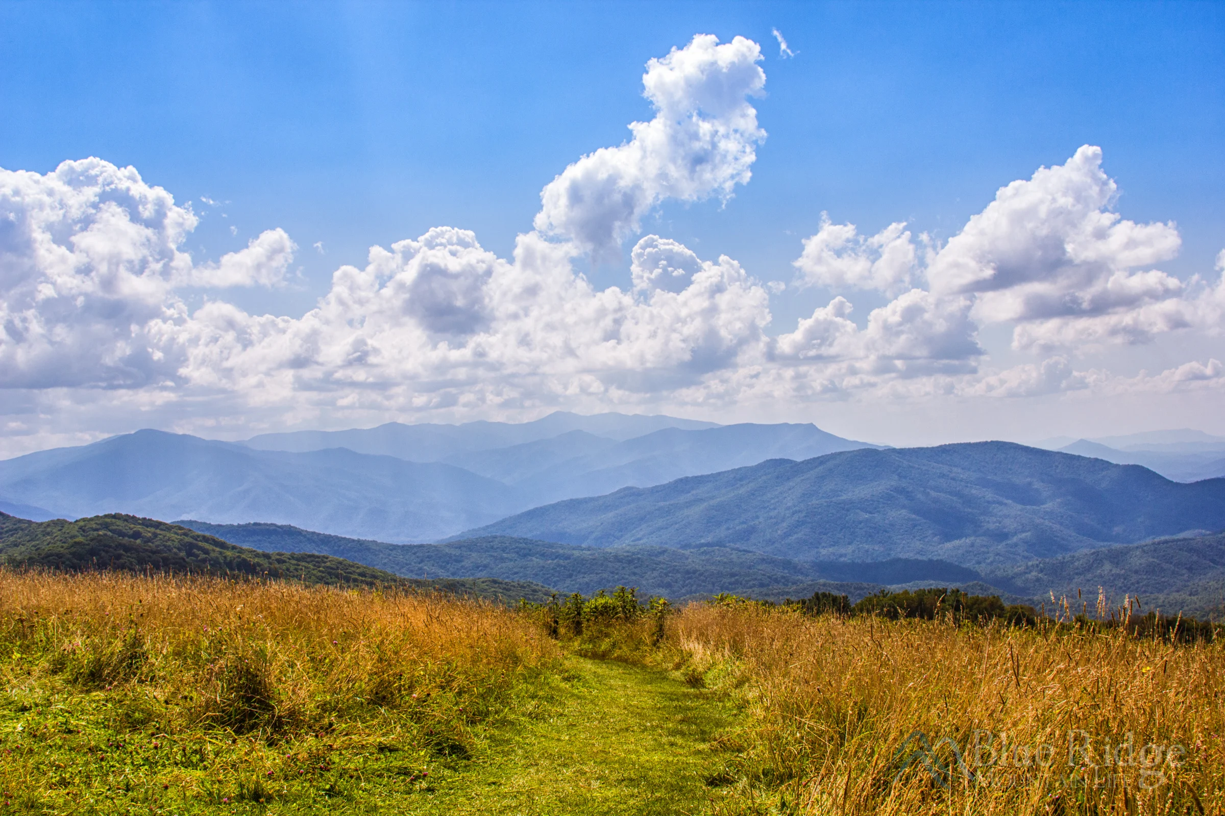 max patch.jpg