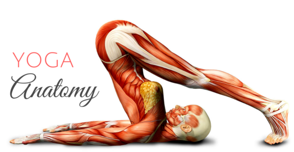 yoga-anatomy-quiz-600x310.png