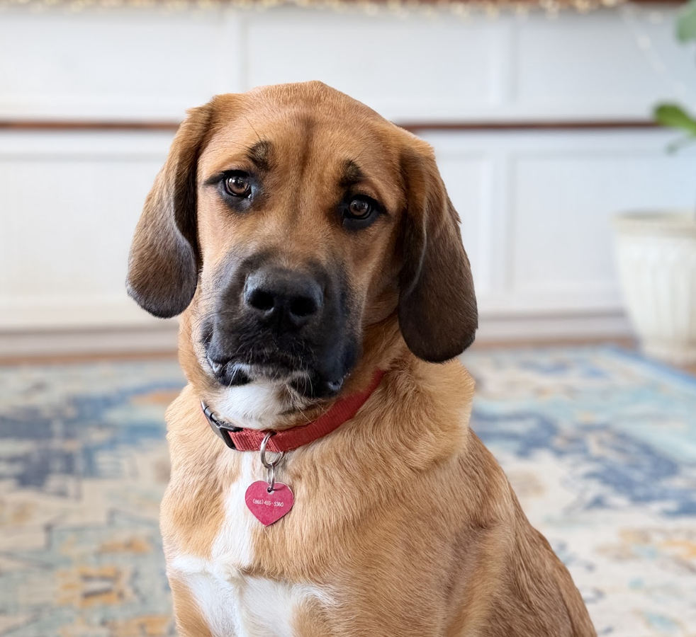 Cherry, Studio Mascot