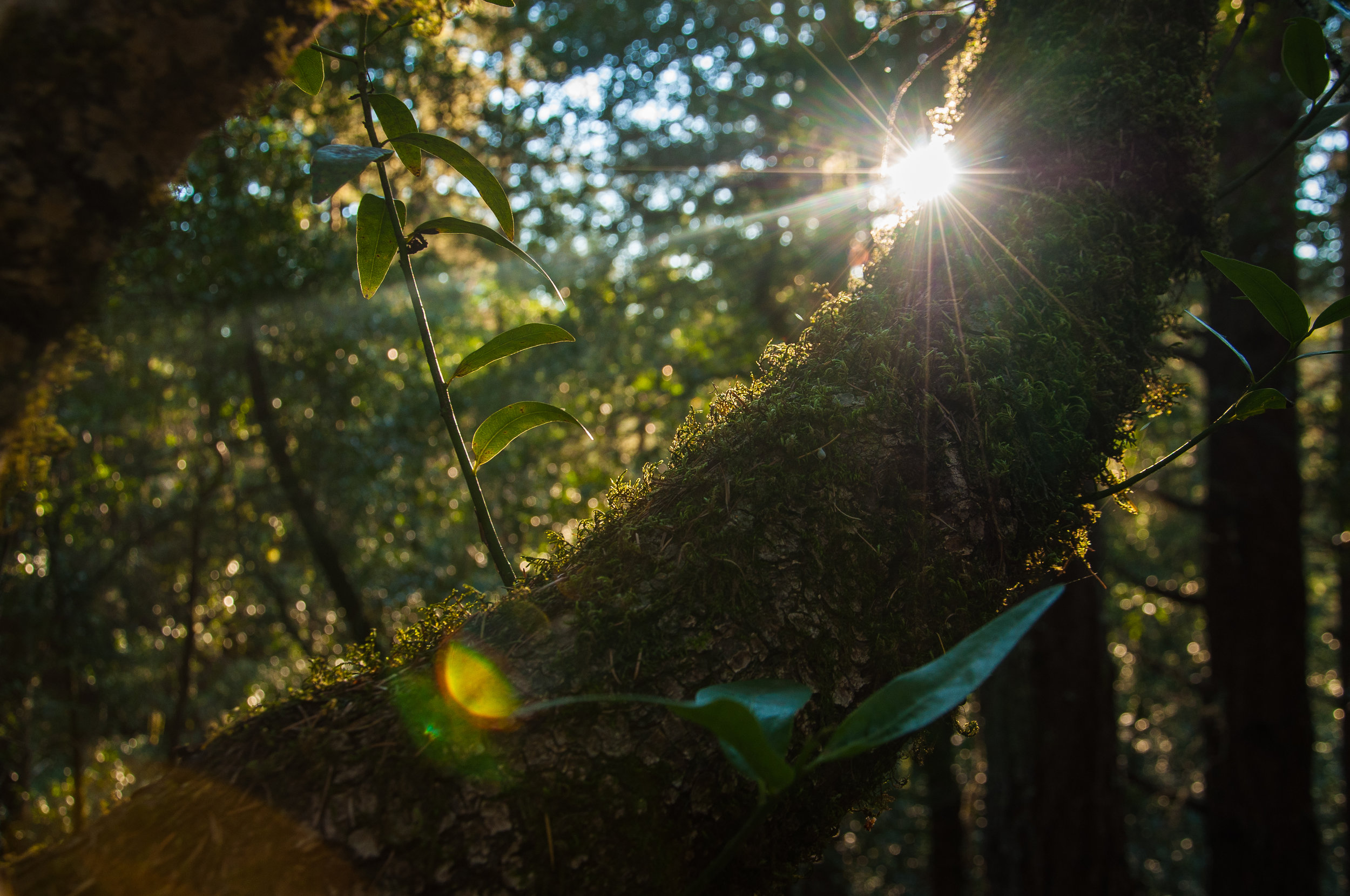  Muir Woods - Mill Valley CA  