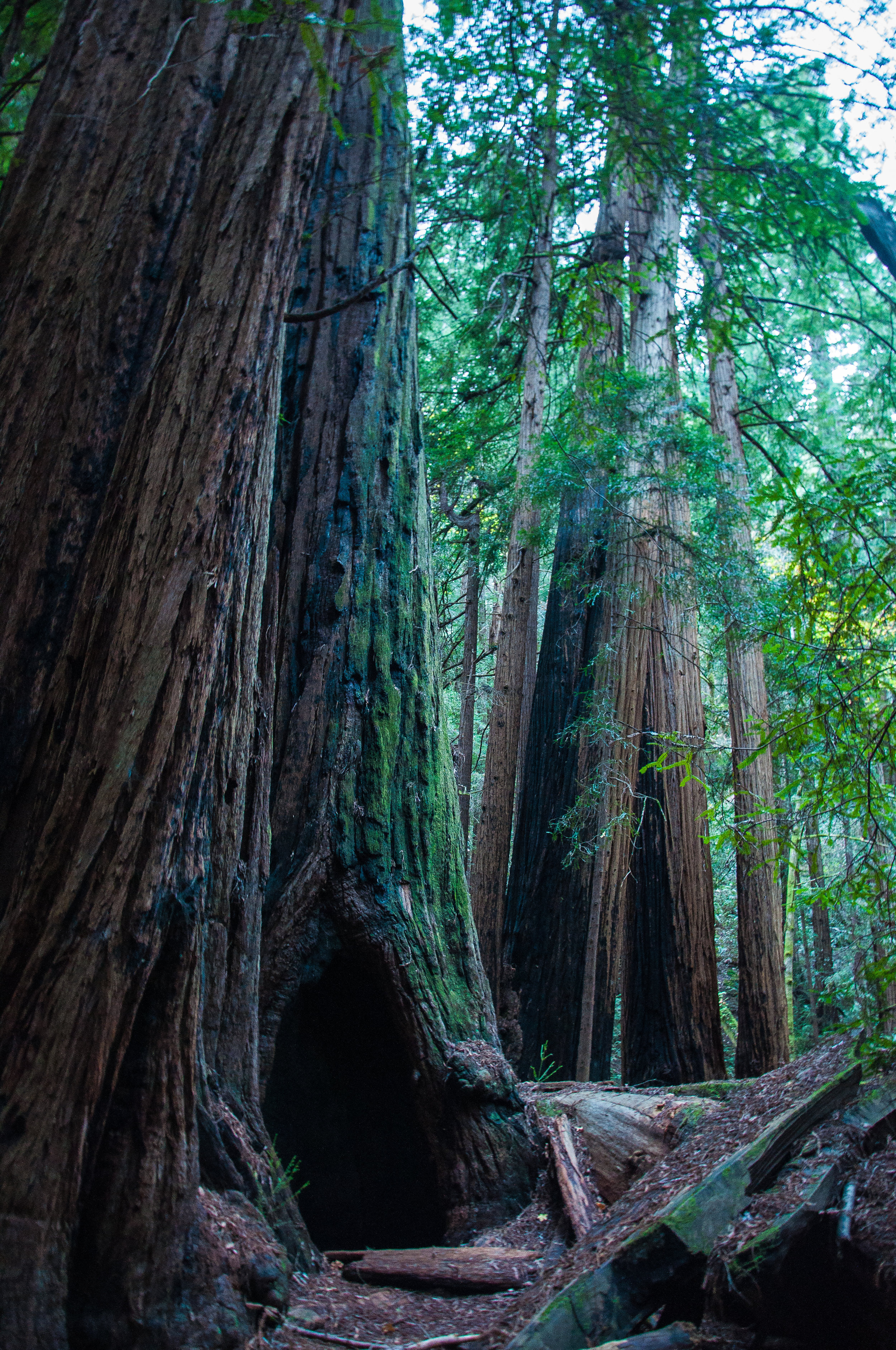  Muir Woods - Mill Valley CA 