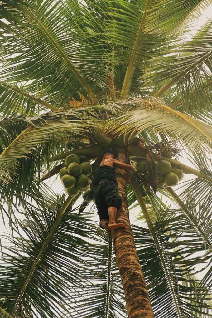 Image: Justineliza on Pexels.com