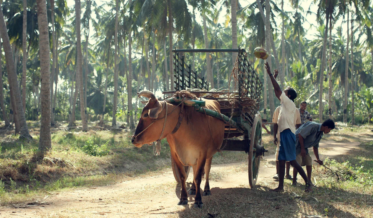 arrack 3.jpg