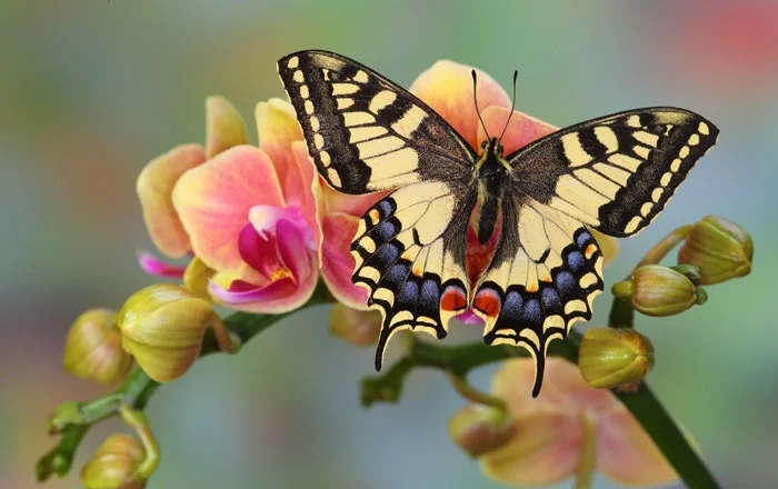 darrell-gulin-old-world-swallowtail-butterfly.jpg