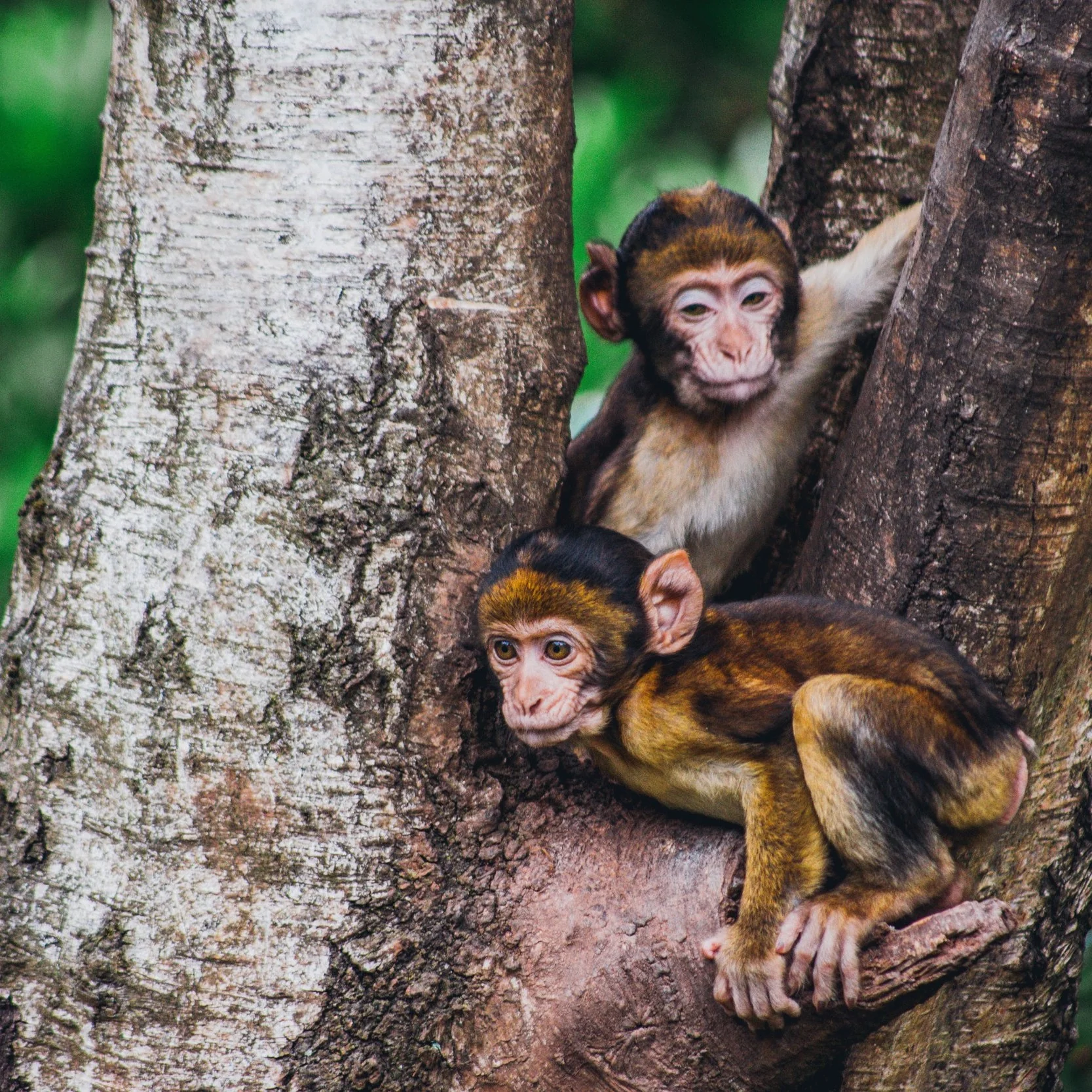 Watch a nature documentary if you don’t have natural views outside your window. Studies show that watching shows or films like “Planet Earth” boosts emotions and mood.
