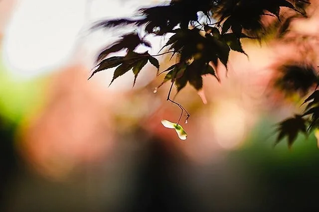 🍃 ☀️